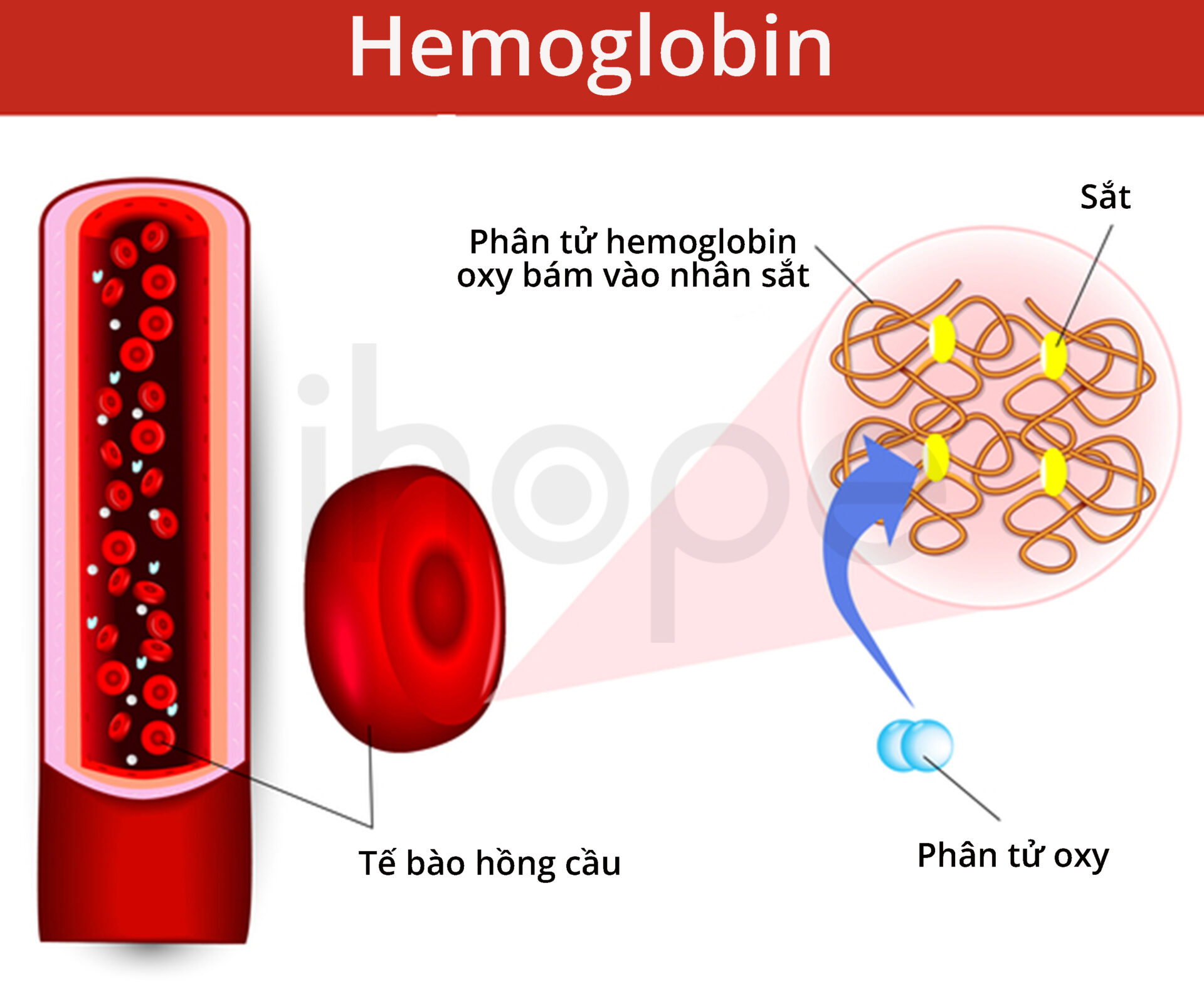Hemoglobin