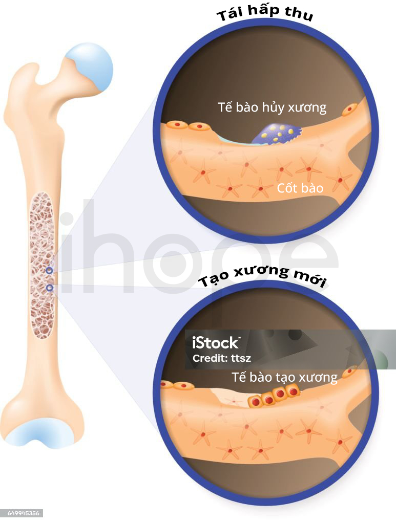 Hình Dạng Và Chức Năng Của Tế Bào Tạo Xương Và Tế Bào Hủy Xương