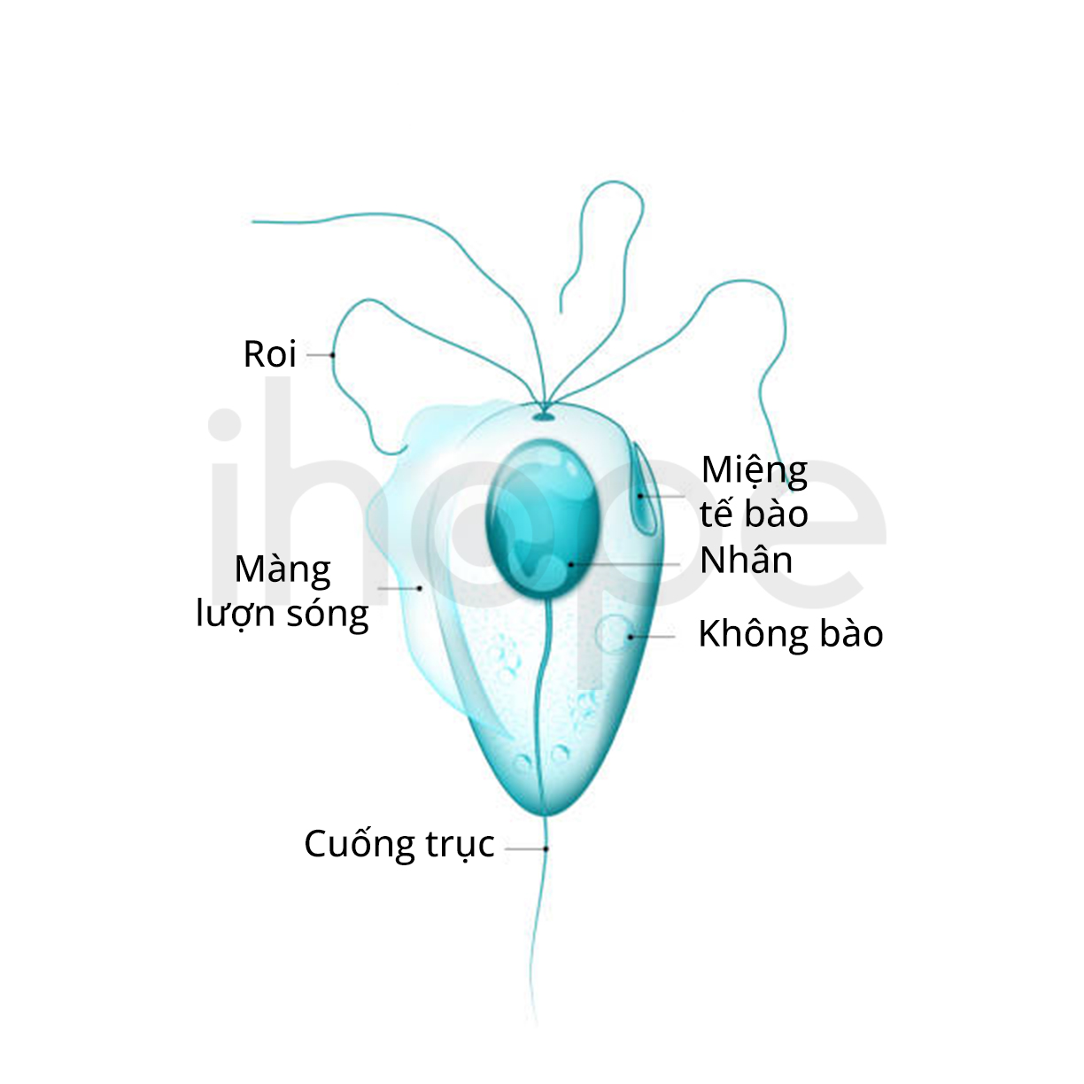 Kí Sinh Trùng Trichomonas