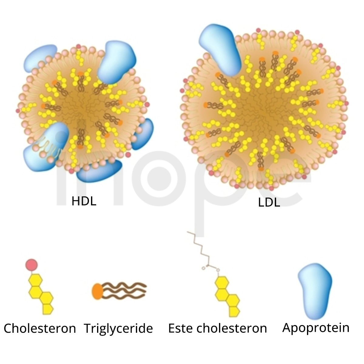 Lipoprotein