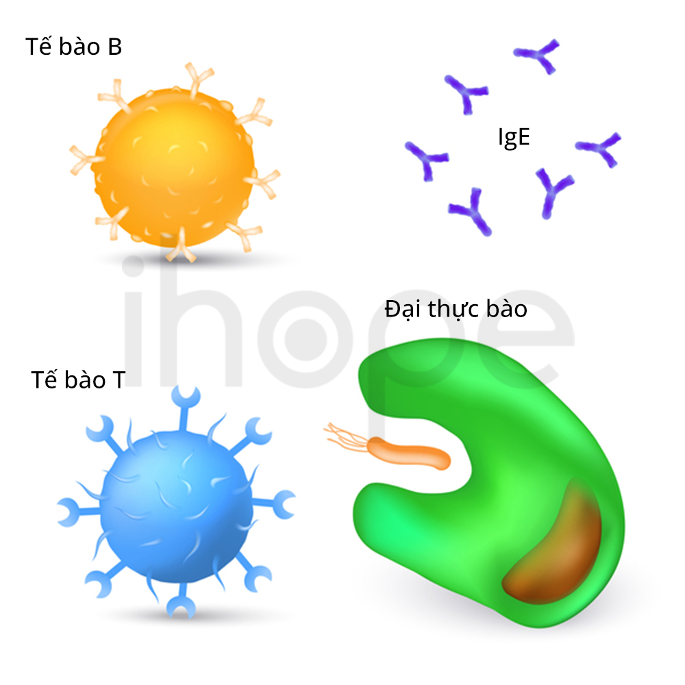 Tế Bào B, Tế Bào T, đại Thực Bào Và Kháng Thể