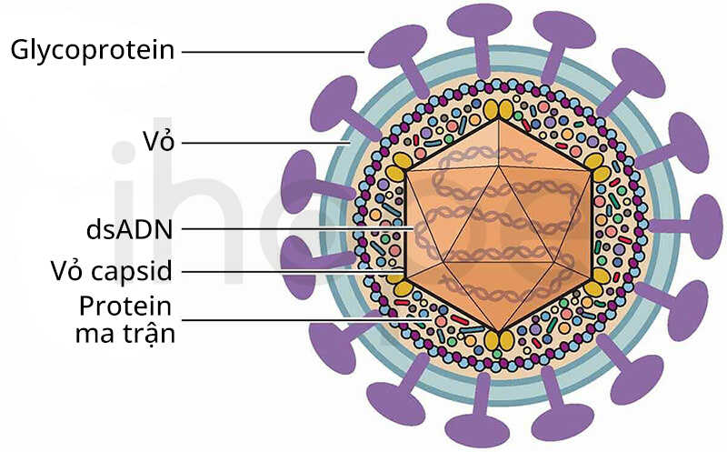 Virus Herpes Simplex