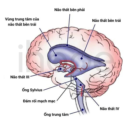 Hệ Thống Não Thấy 1