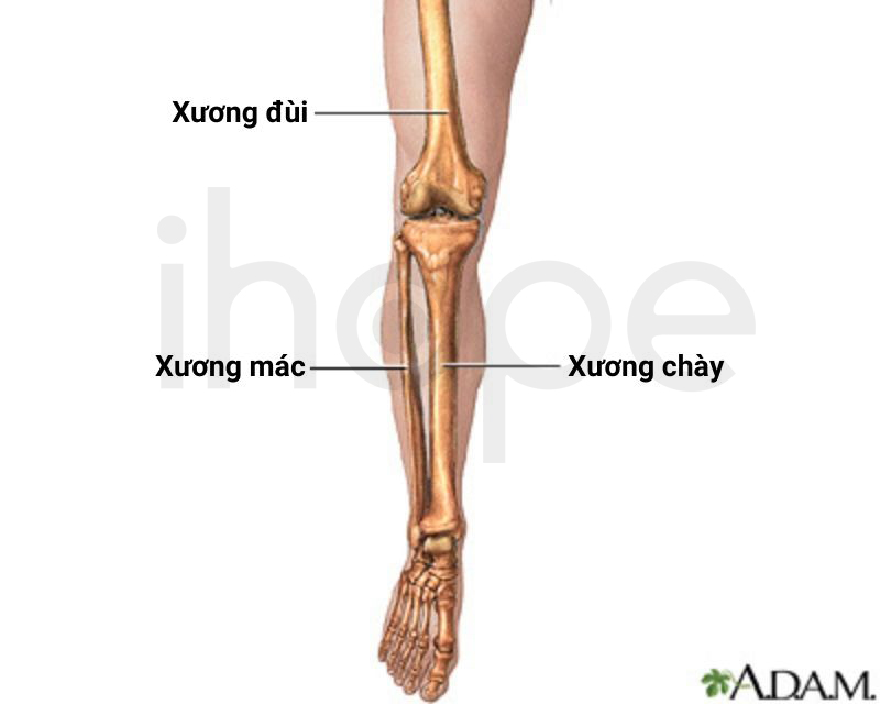 Giải Phẫu Xương Chân 1