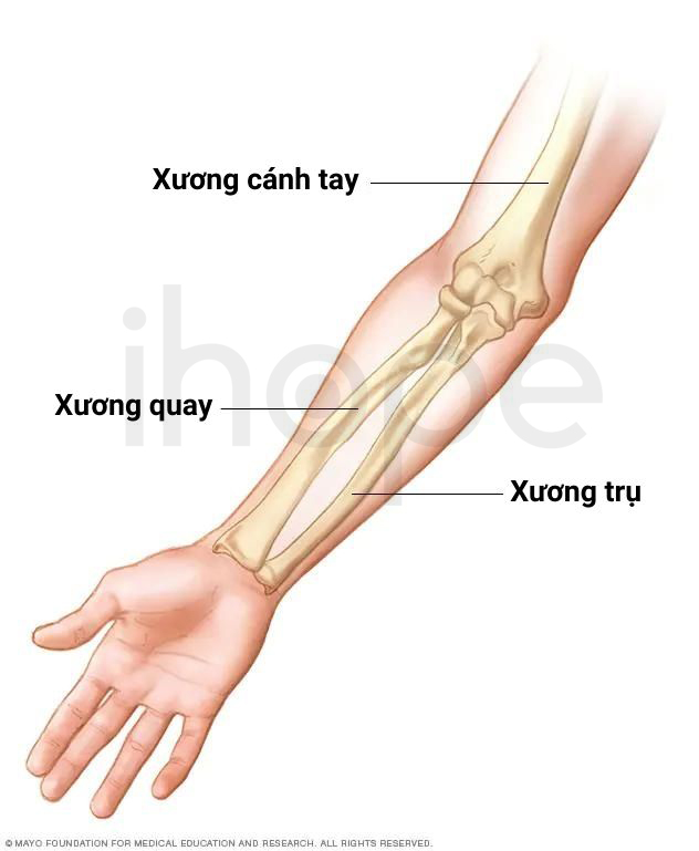 Giải Phẫu Xương Tay 1
