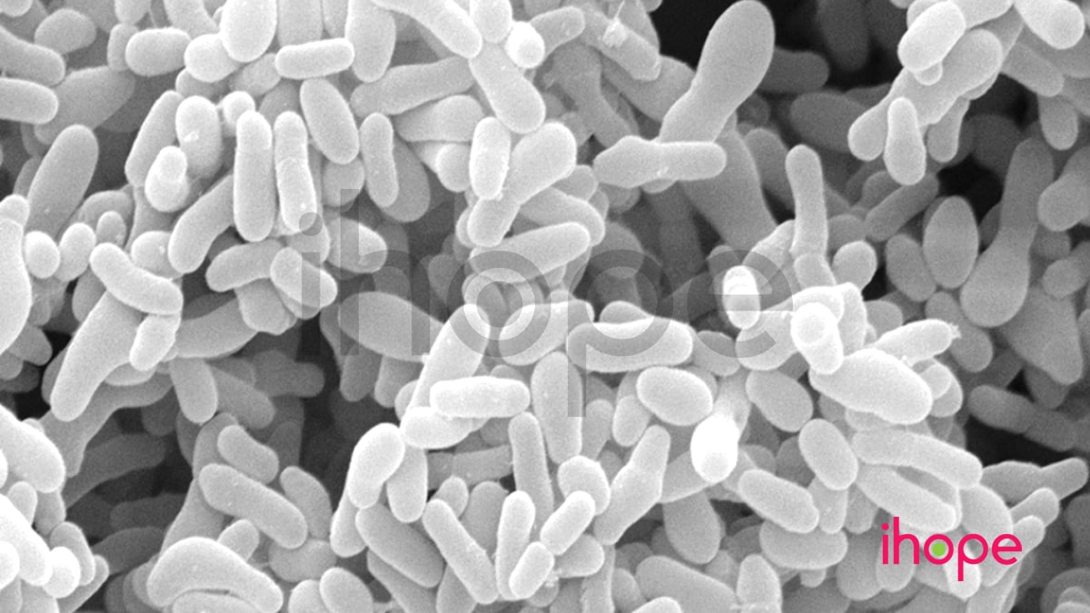 Vi Khuẩn Gardnerella Vaginalis Gây Nhiễm Trùng âm đạo Min