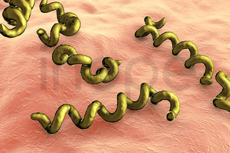Treponema Pallidum Syphilis Bacteria, Illustration