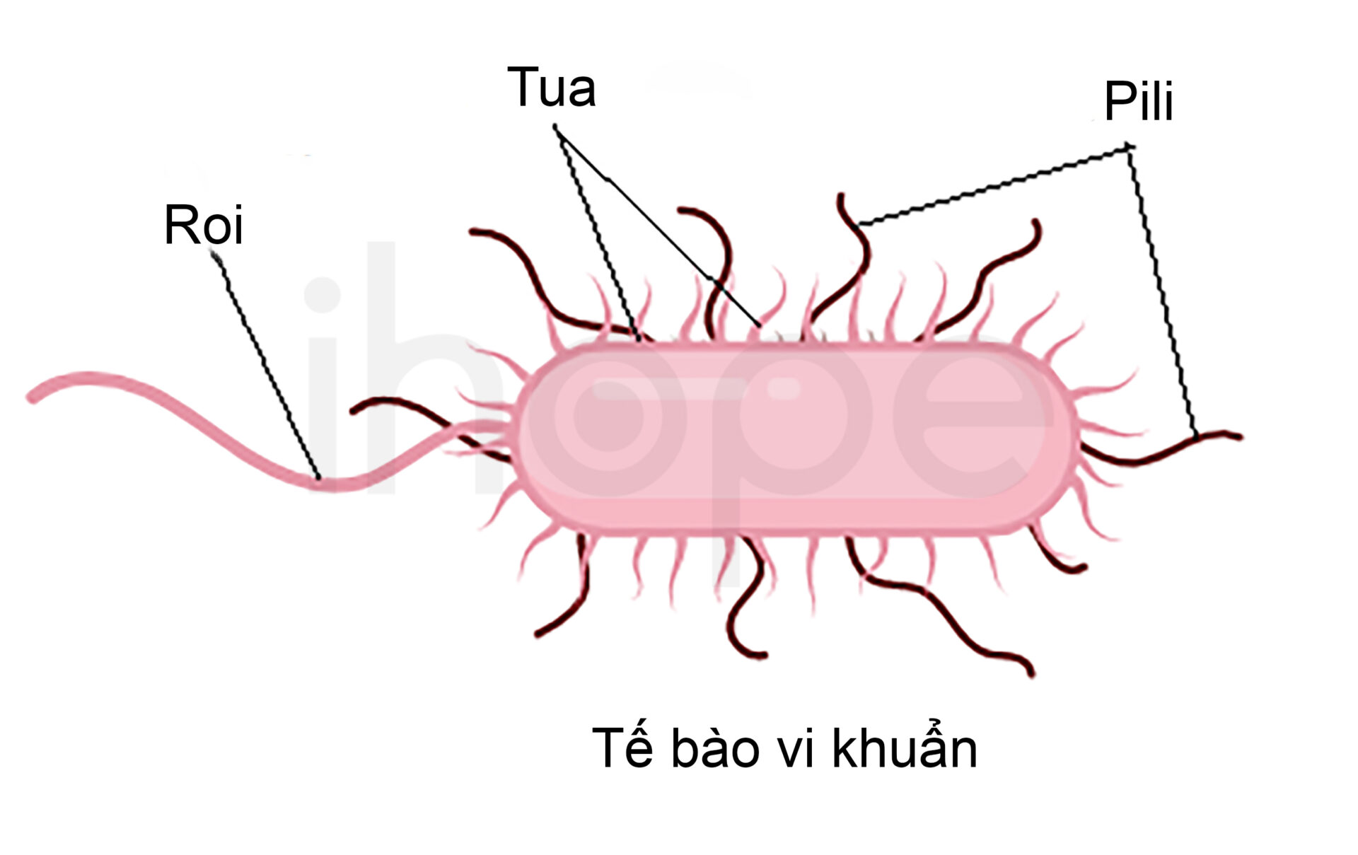 Cấu Trúc Chung Của Vi Khuẩn
