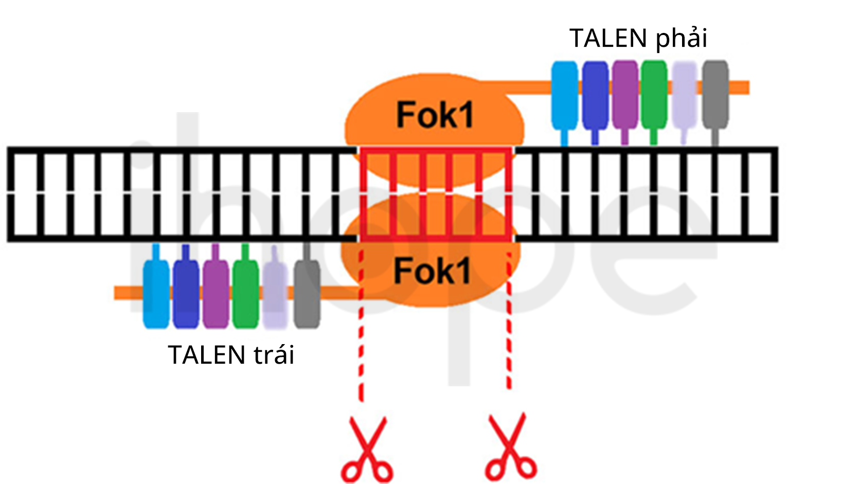 Cơ Chế Hoạt động Của Talen