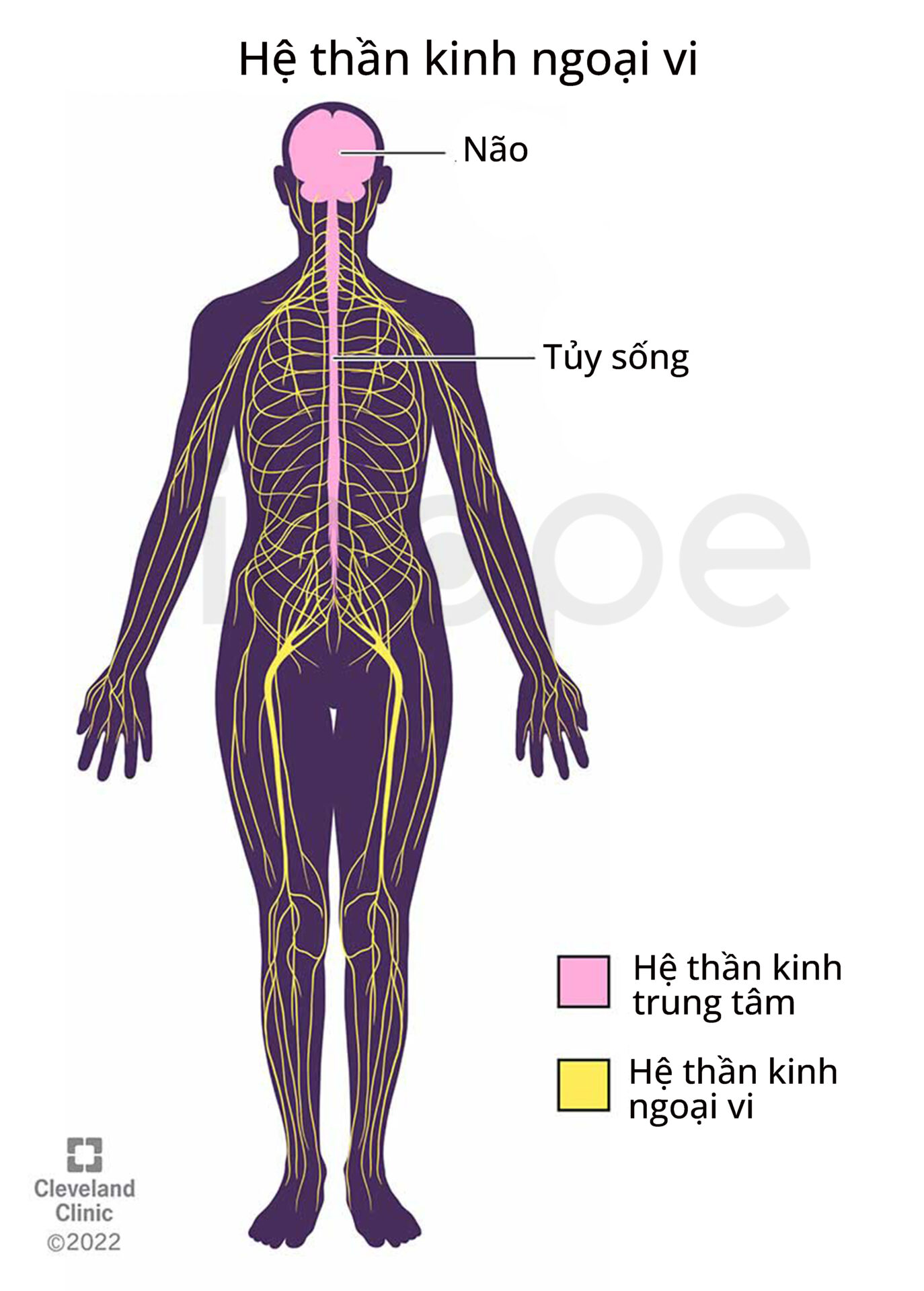 Hệ Thần Kinh Ngoại Vi