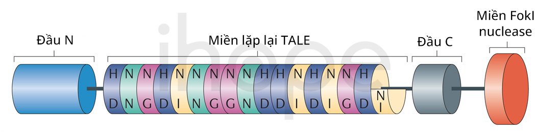 Miền Lặp Lại Tale