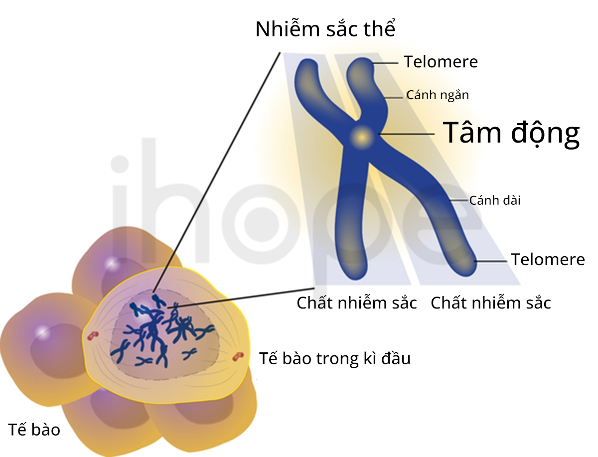 Centromere