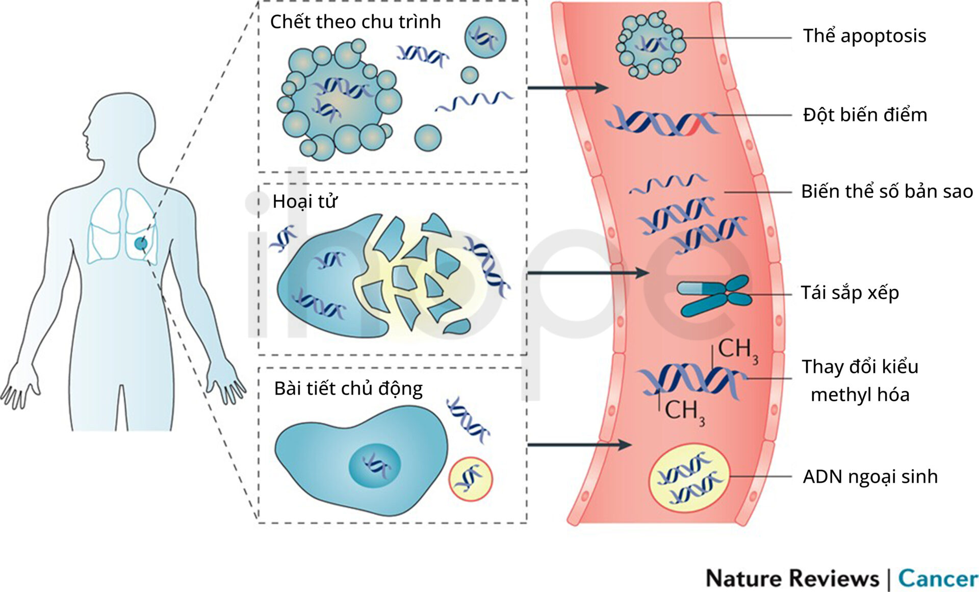 3 Cơ Chế Giải Phóng Ctdna Của Tế Bào Ung Thư