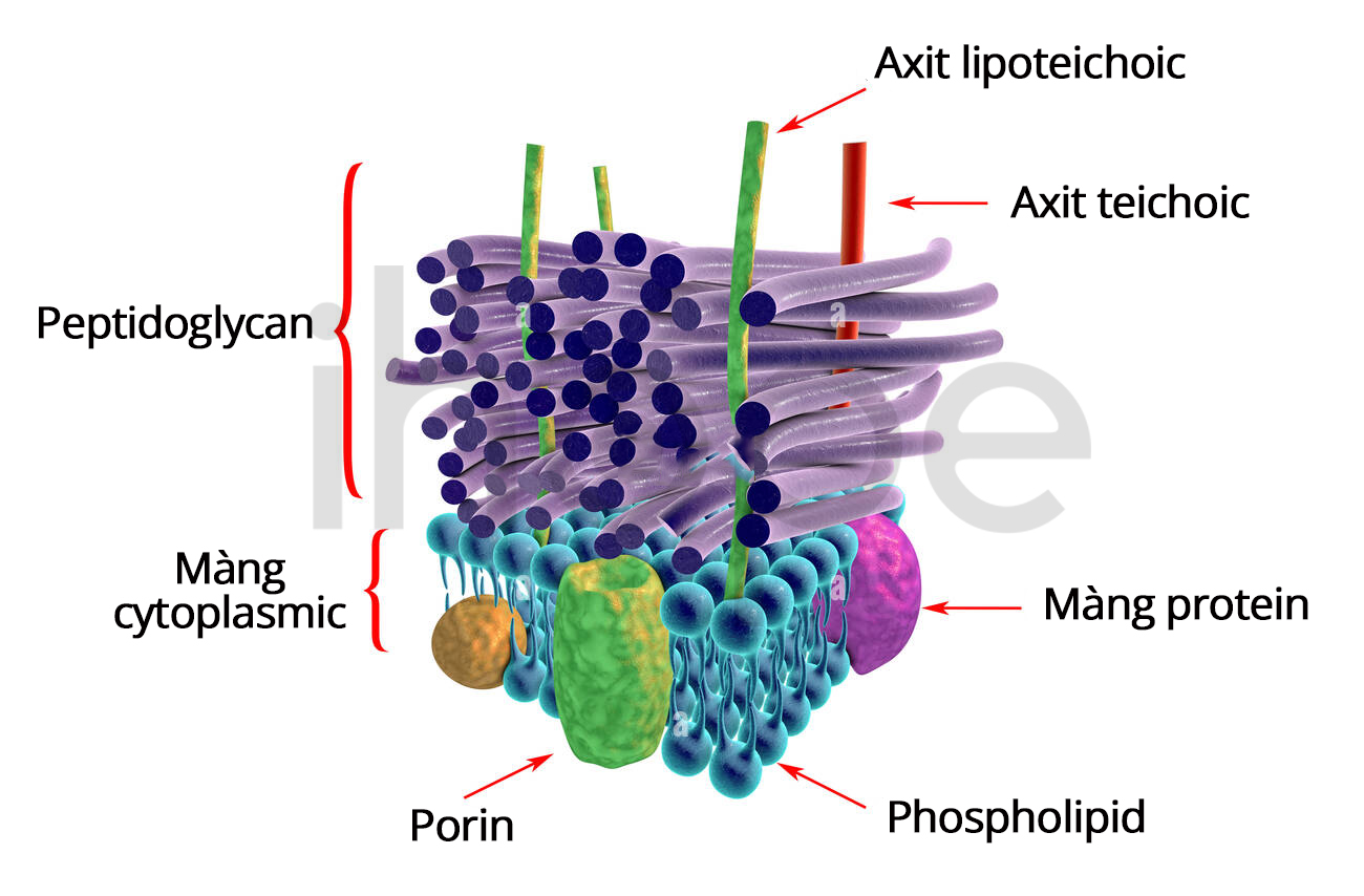 Cấu Trúc Màng Ngoài Của Vi Khuẩn Gram âm