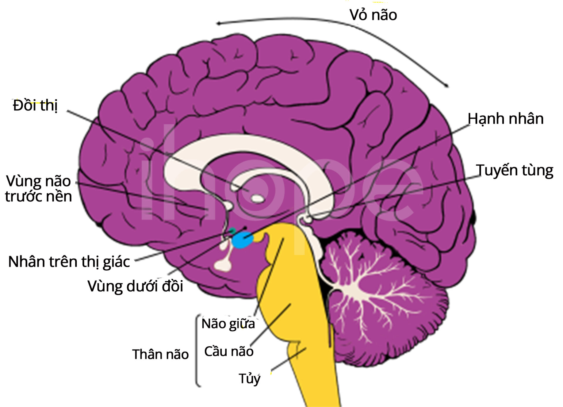 Cấu Trúc Não Liên Quan đến Giấc Ngủ