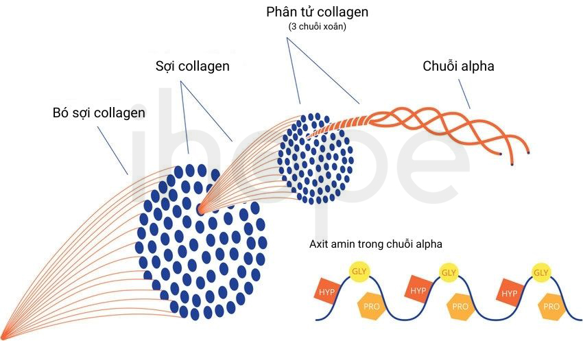 Cấu Trúc Sợi Collagen 1