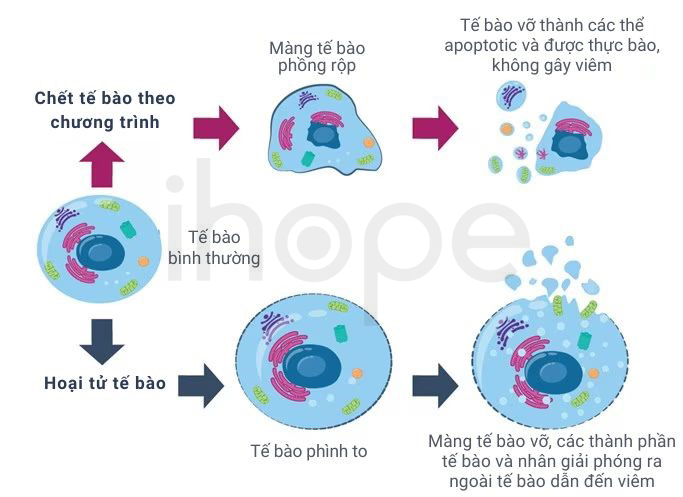 Chết Tế Bào Theo Chương Trình Và Hoại Tử Tế Bào