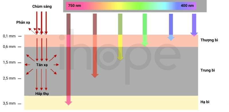 Khả Năng Xâm Nhập Mô Của Các Bước Sóng ánh Sáng
