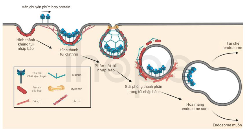Nhập Bào Thông Qua Túi Clathrin 1