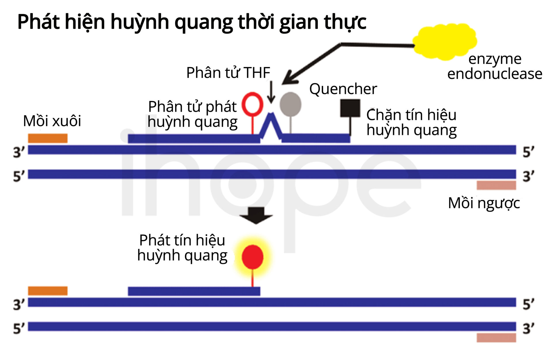 Phát Hiện Huỳnh Quang Thời Gian Thực