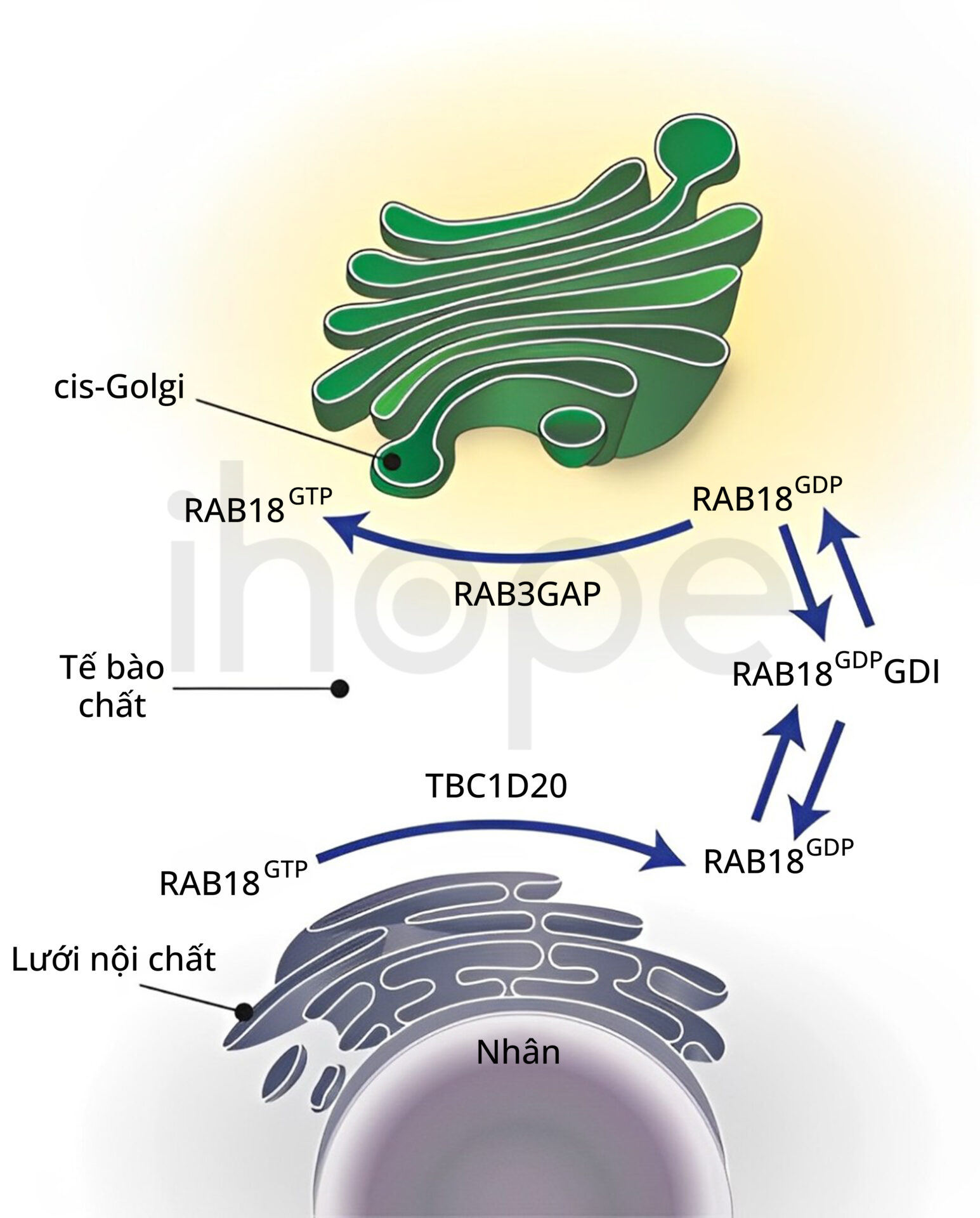 Quá Trình điều Hòa Rab18 (1)