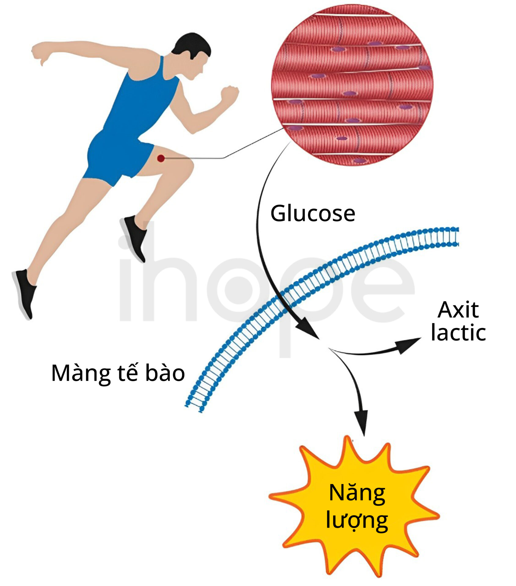 Hô Hấp Kị Khí (1)