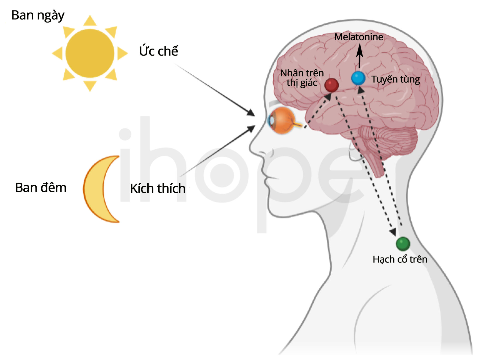 Melatonina Là Thành Phần Chính Giúp điều Hòa Nhịp Sinh Học Của Nhiều Sinh Vật Sống