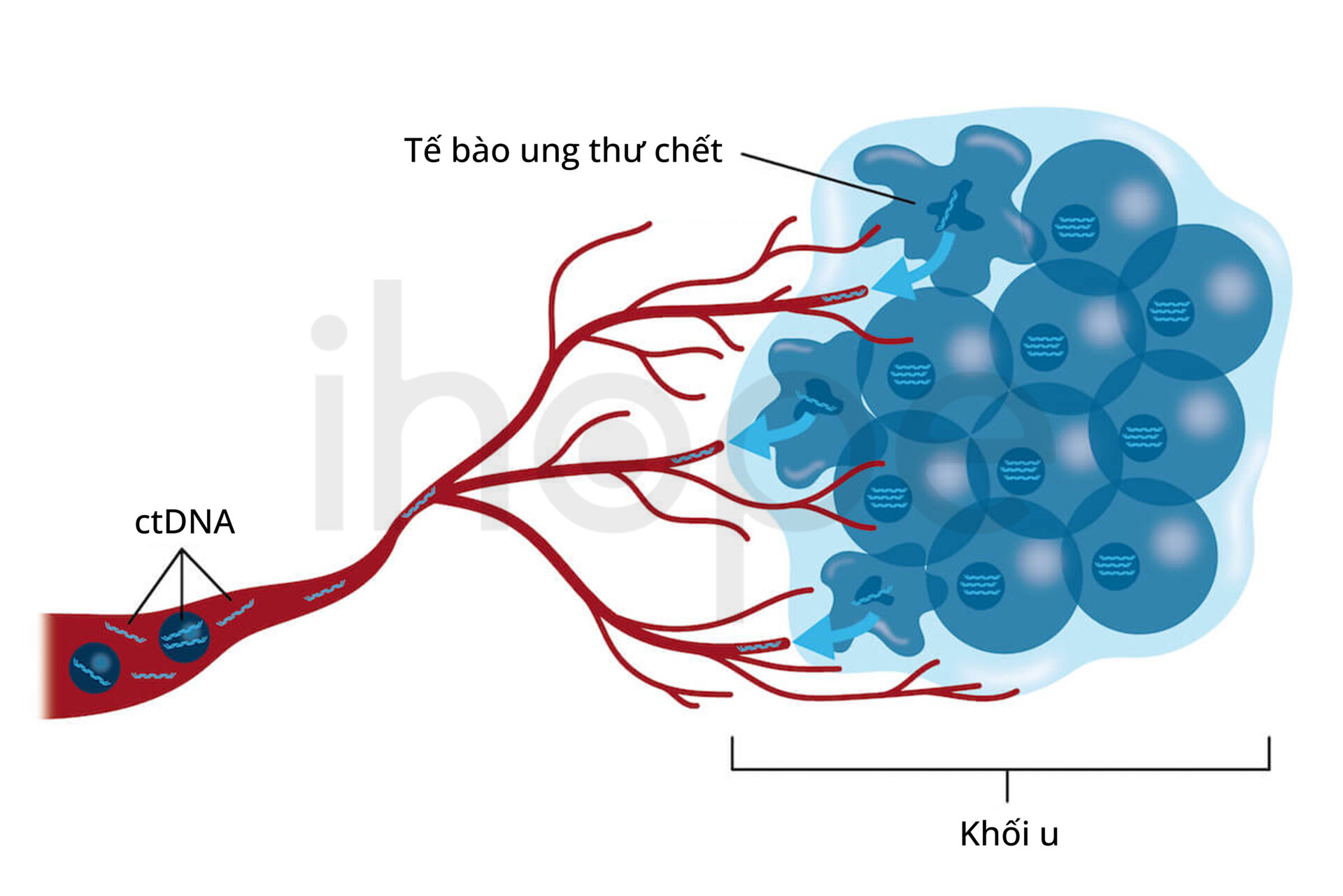 Nguồn Gốc Ctdna