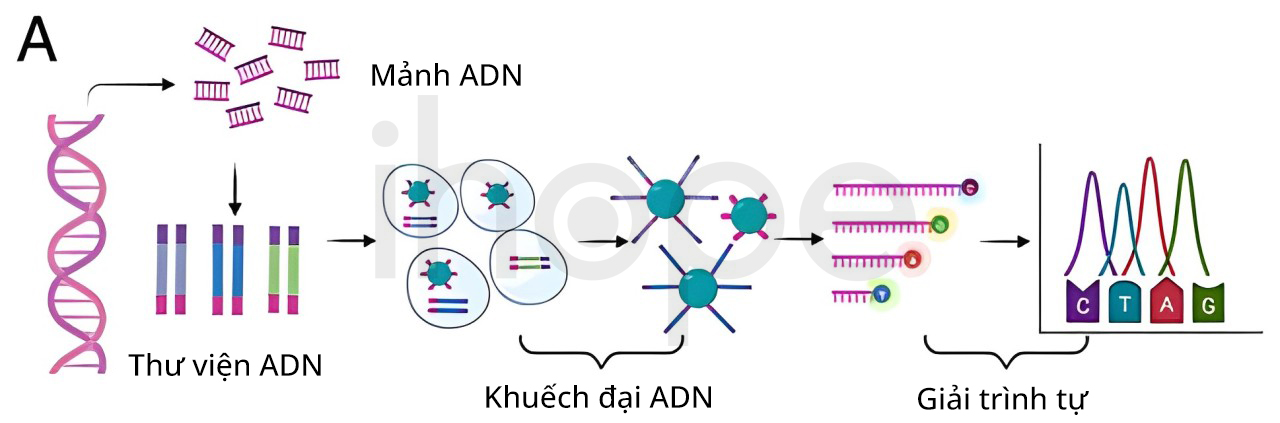 Nguyên Tắc Ngs (1)