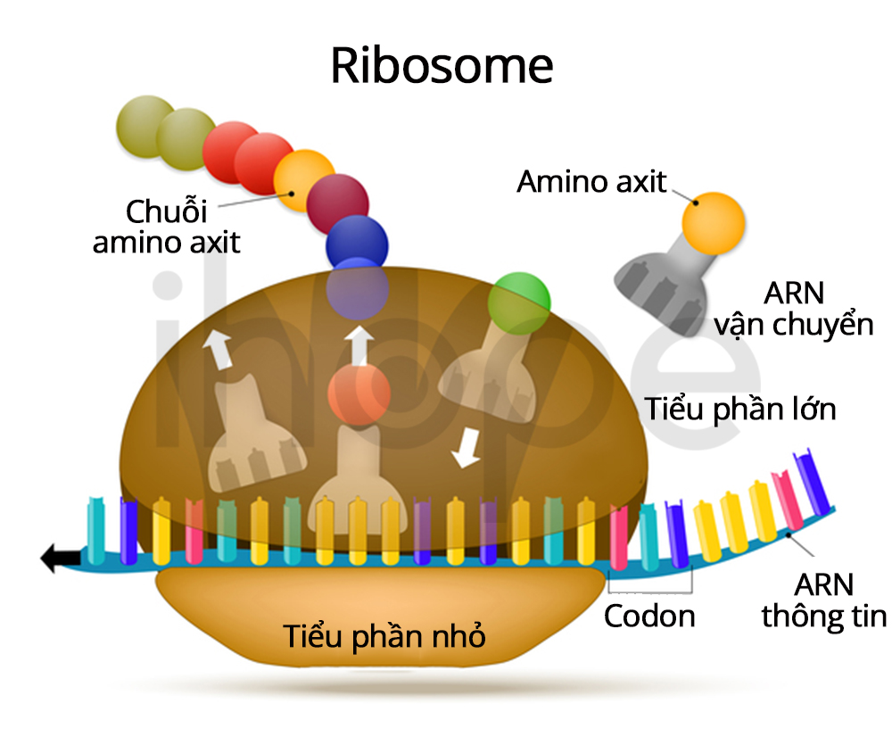 Ribosome Giúp Tổng Hợp Protein