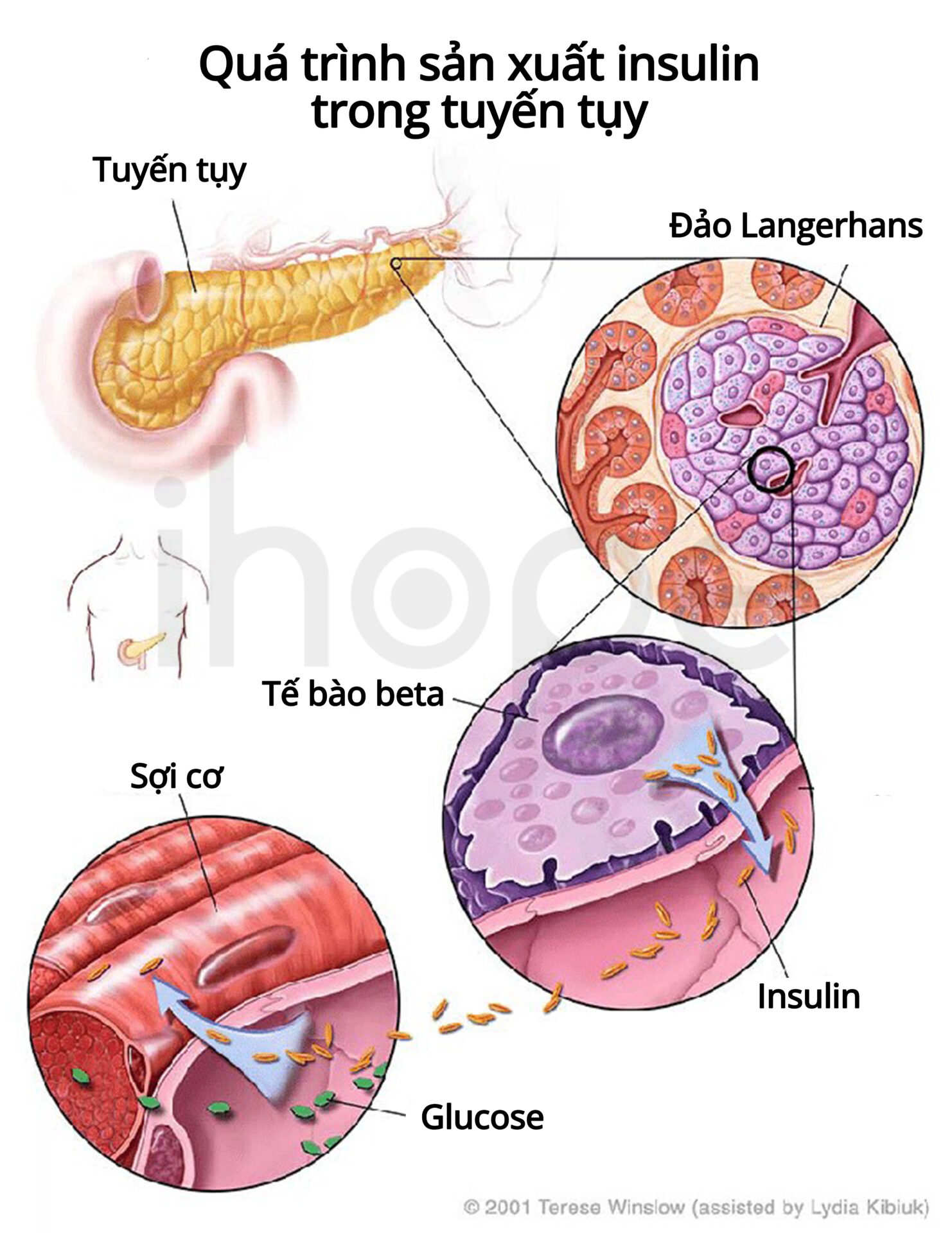 Sản Xuất Insulin