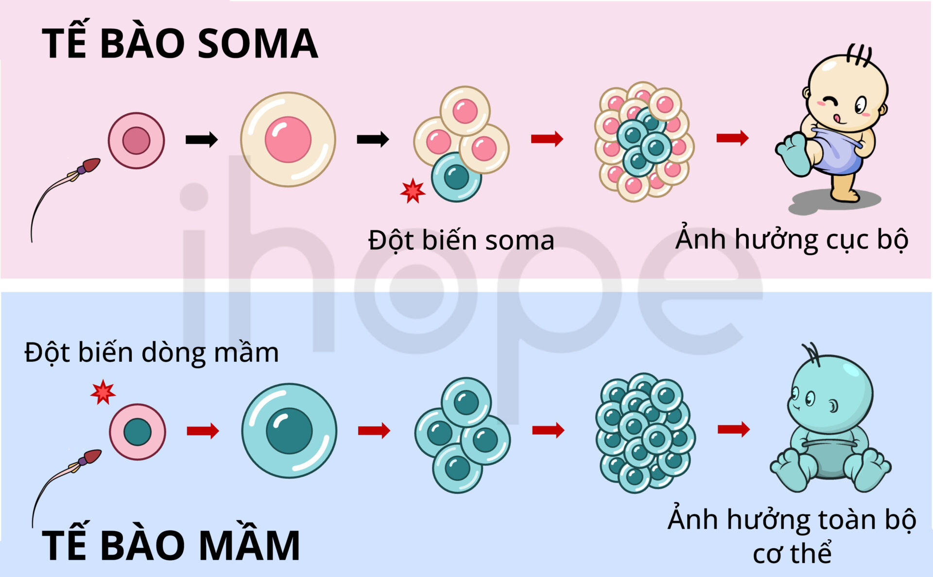 So Sánh đột Biến Dòng Mầm Và đột Biến Thể Soma