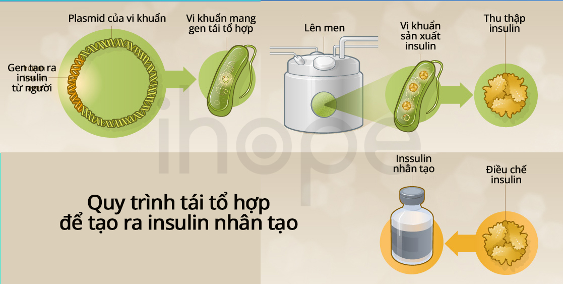Tái Tổ Hợp Insulin