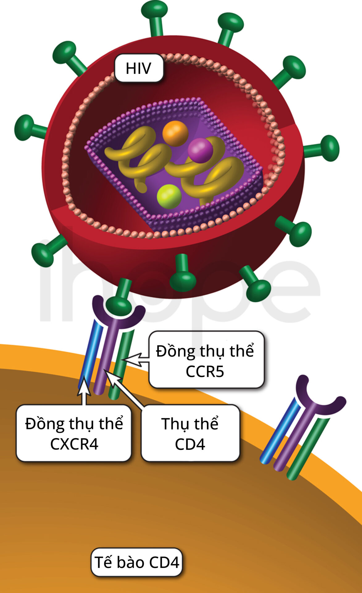 Hiv Liên Kết Với Thụ Thể Của Tế Bào Cd4