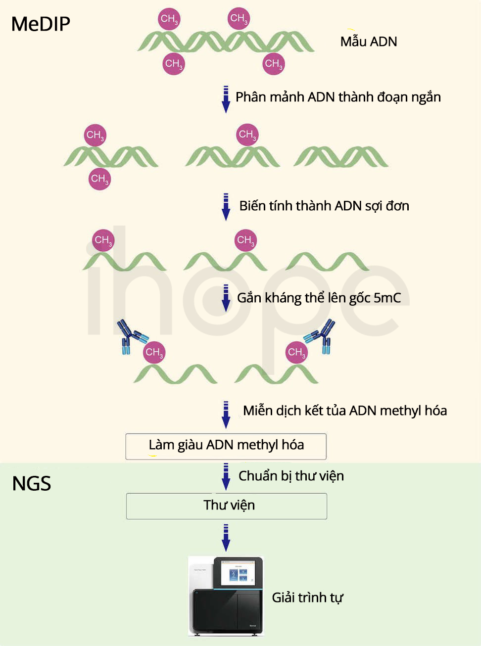 Quy Trình Thực Hiện Kĩ Thuật Miễn Dịch Kết Tủa Adn Methyl Hóa