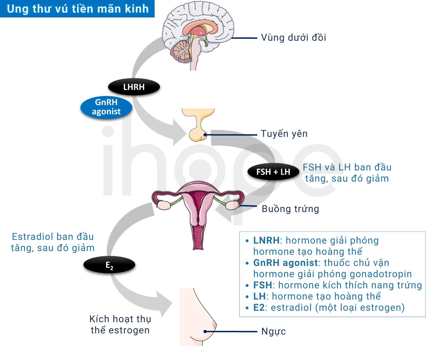 Thuốc Chủ Vận Hormone Giải Phóng Gonadotropin