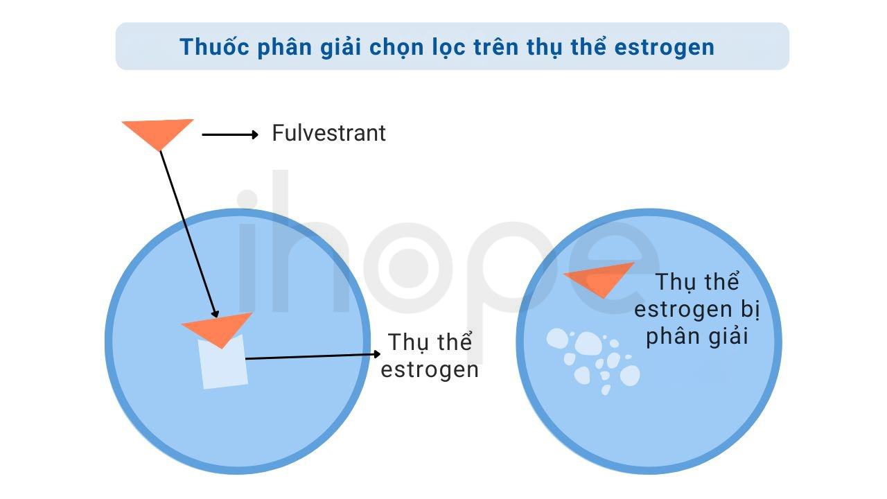 Thuốc Phân Giải Chọn Lọc Trên Thụ Thể Estrogen