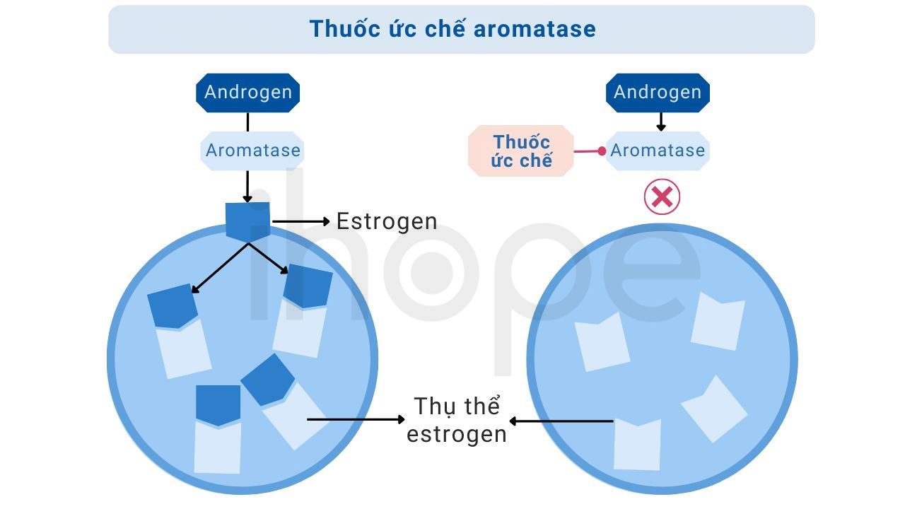 Thuốc ức Chế Aromatase