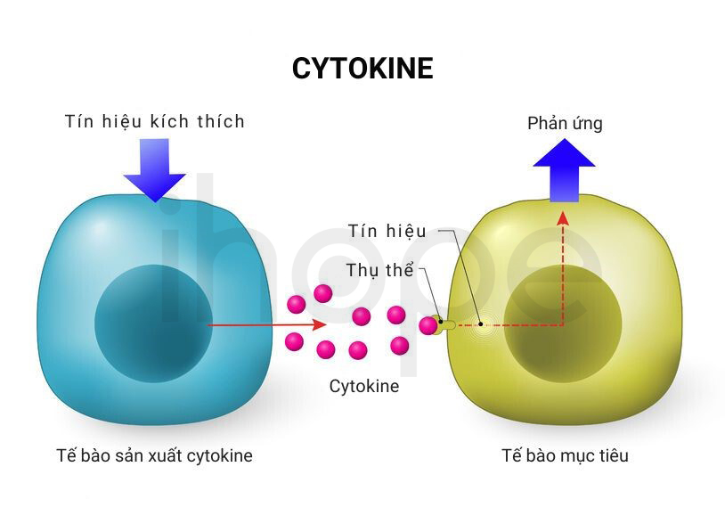 Tín Hiệu Cytokine