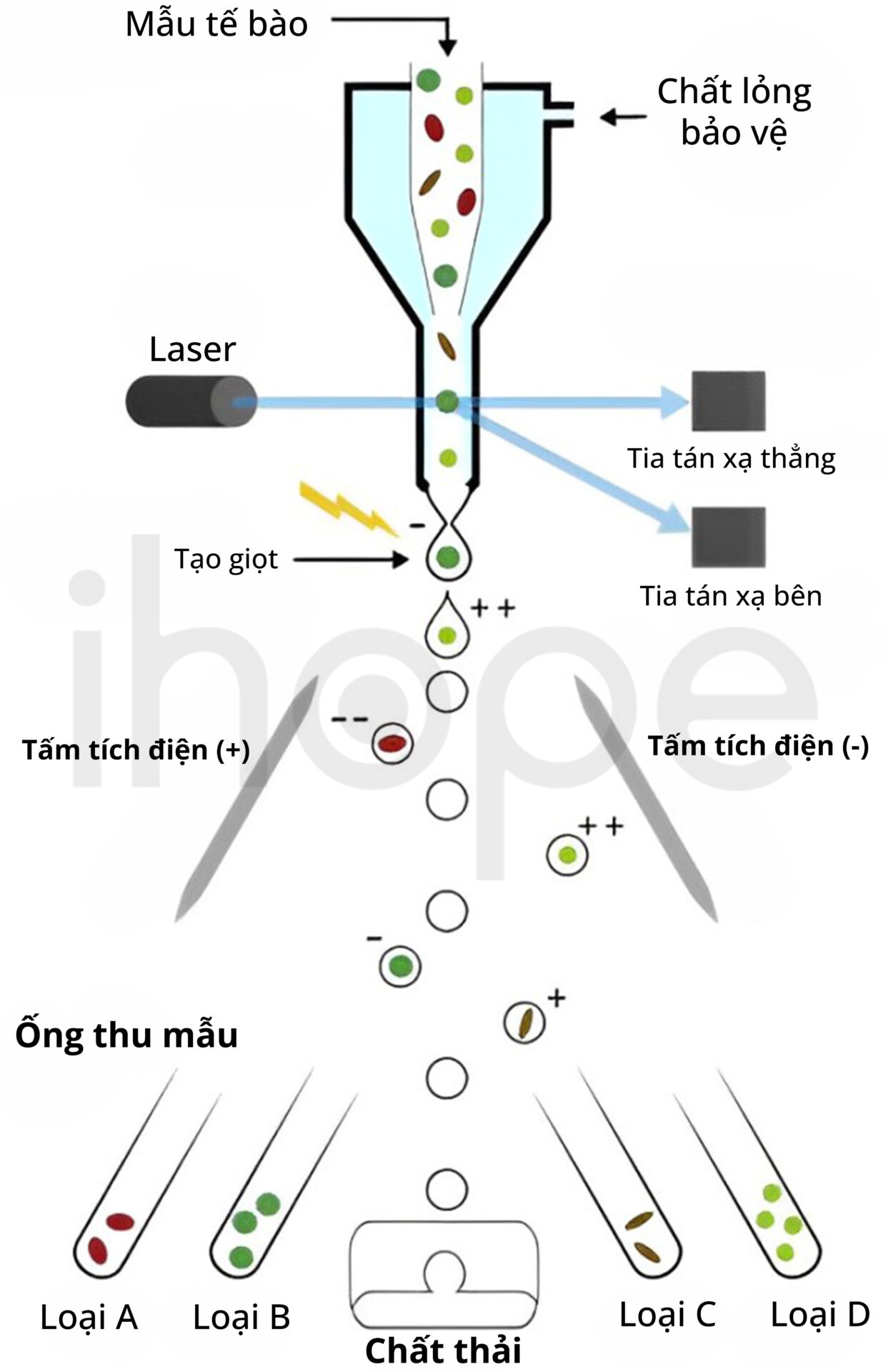 Cơ Chế Phân Loại Tế Bào (1)
