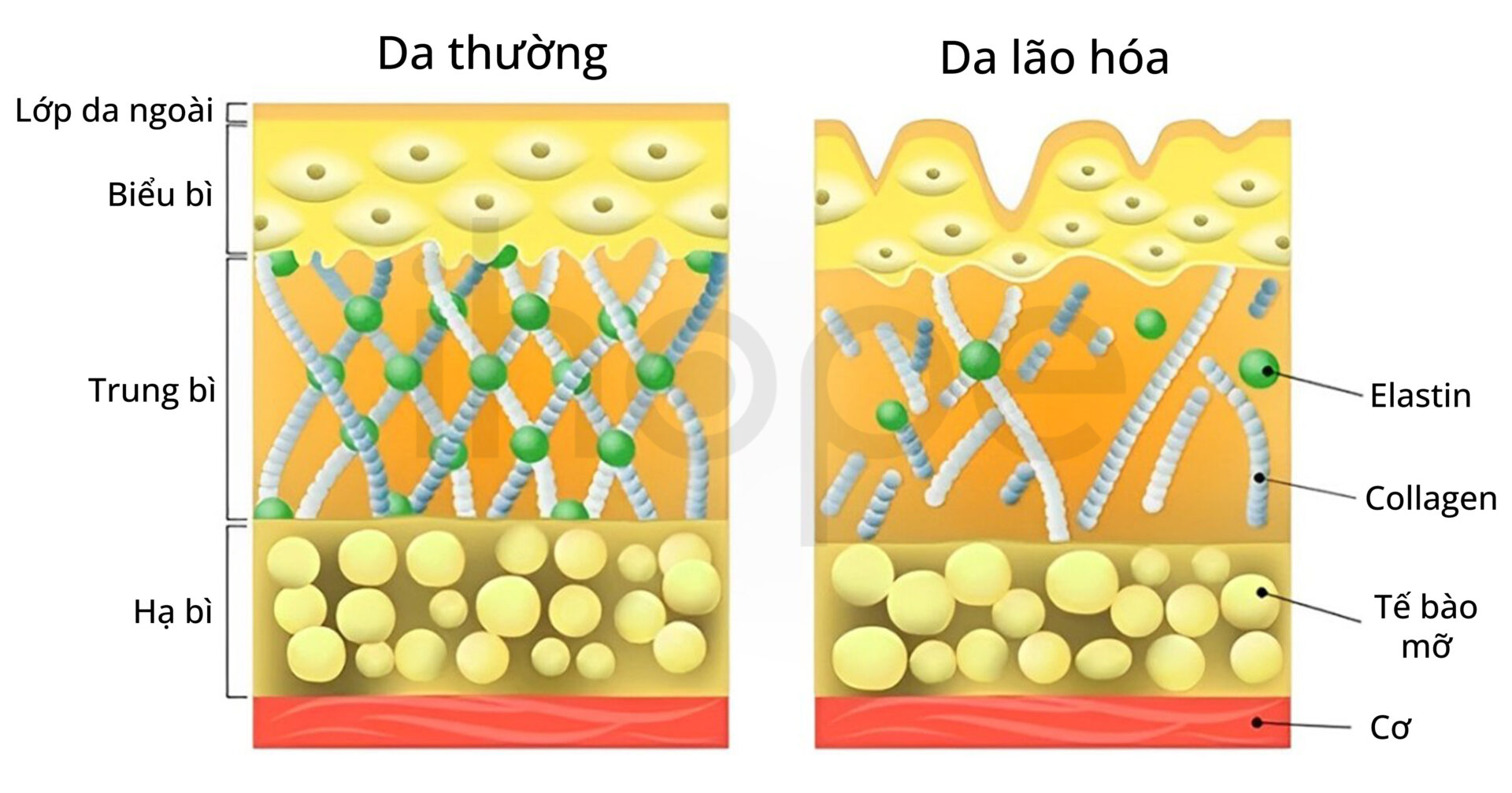 Da Thường Và Da Lão Hóa (1)