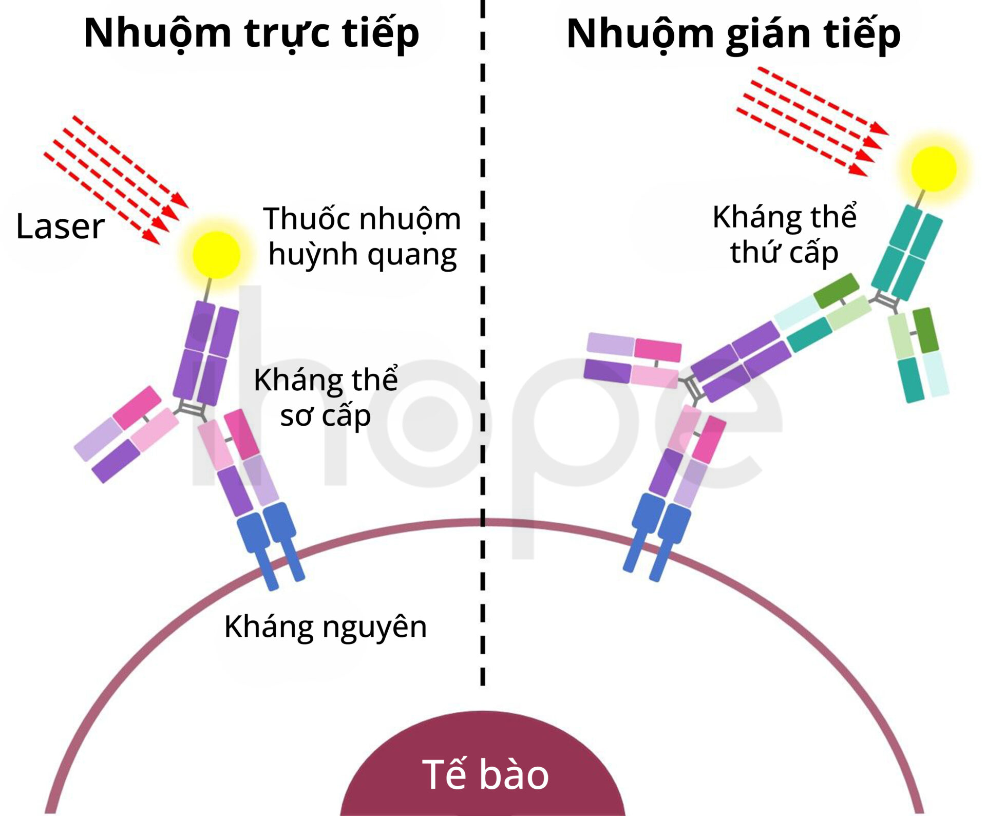 đánh Dấu Tế Bào Bằng Thuốc Nhuộm Huỳnh Quang