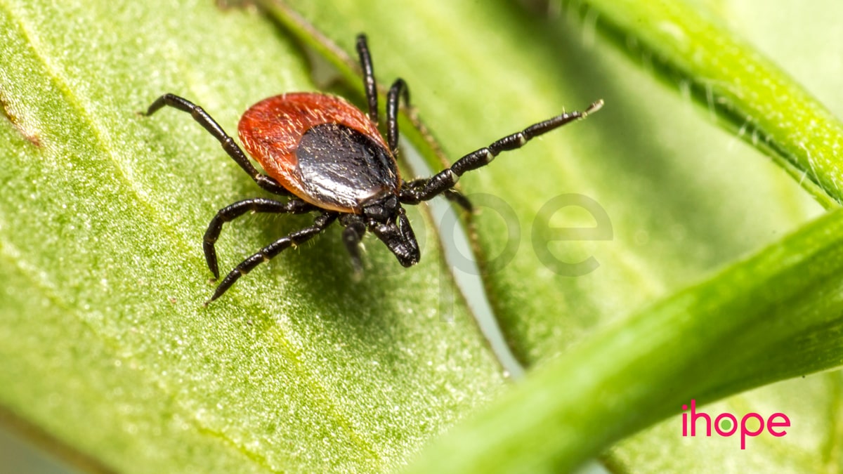 Bệnh Lyme Min