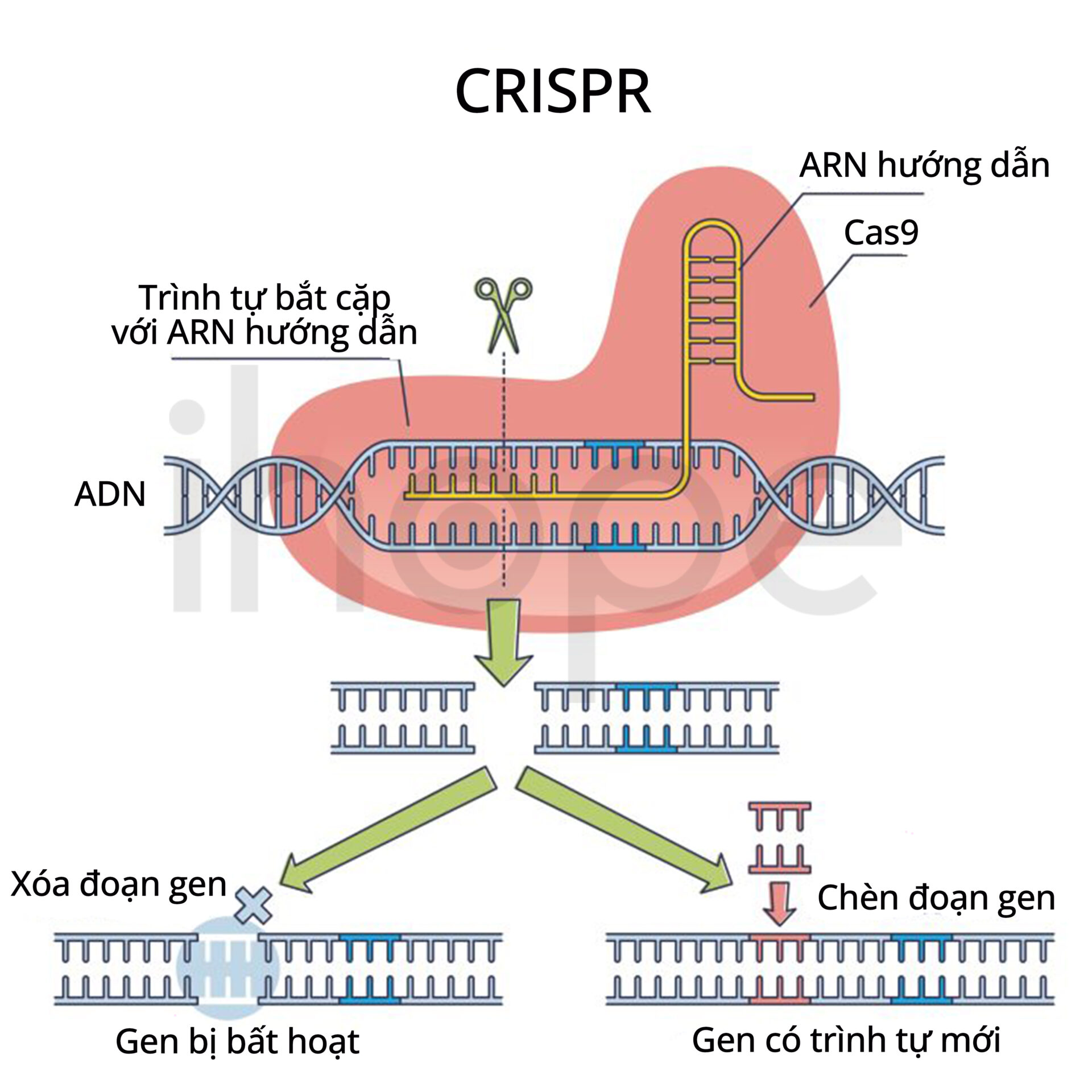 Crispr