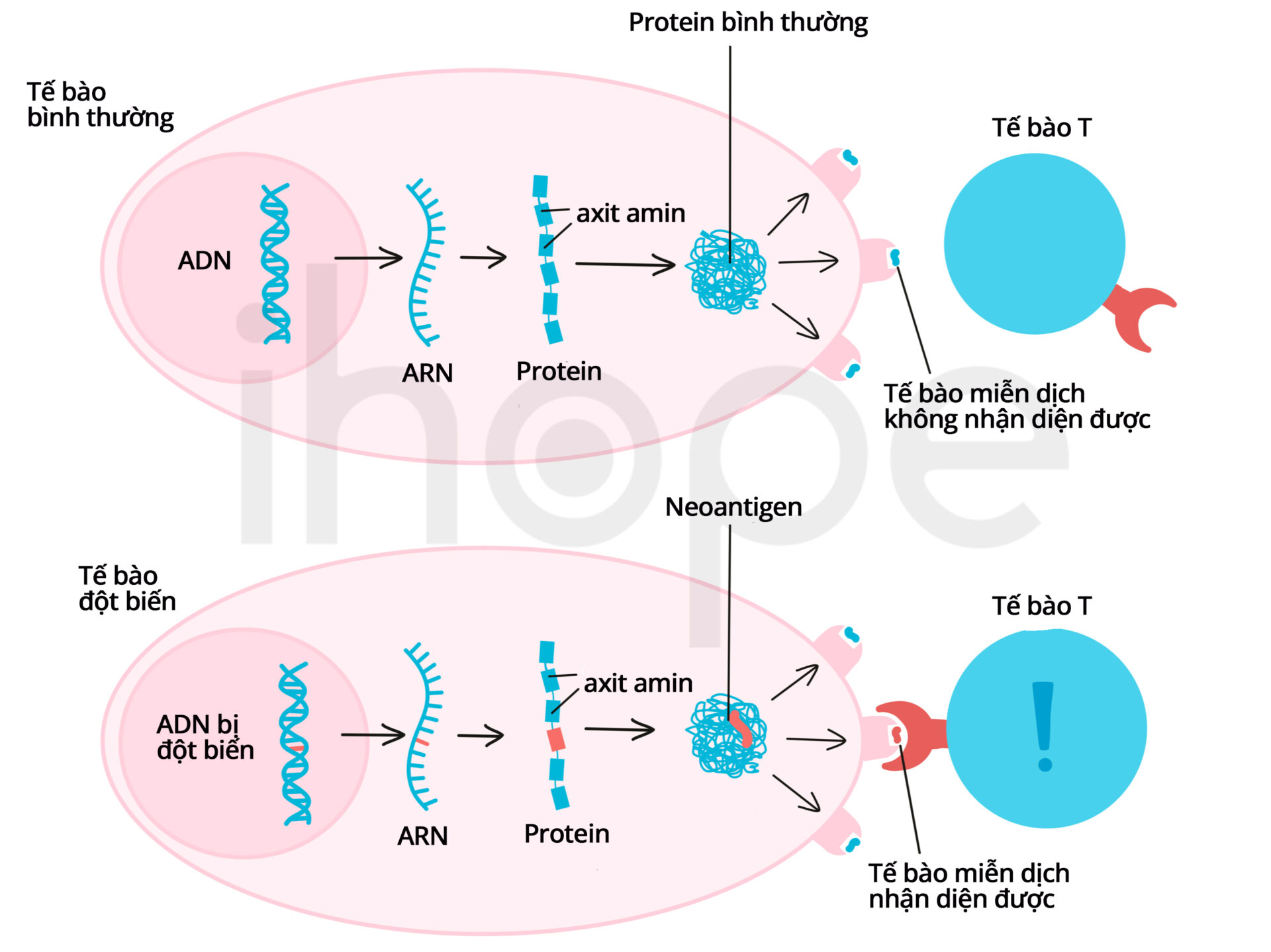 Quá Trình Hình Thành Neoantigen Trong Tế Bào Ung Thư