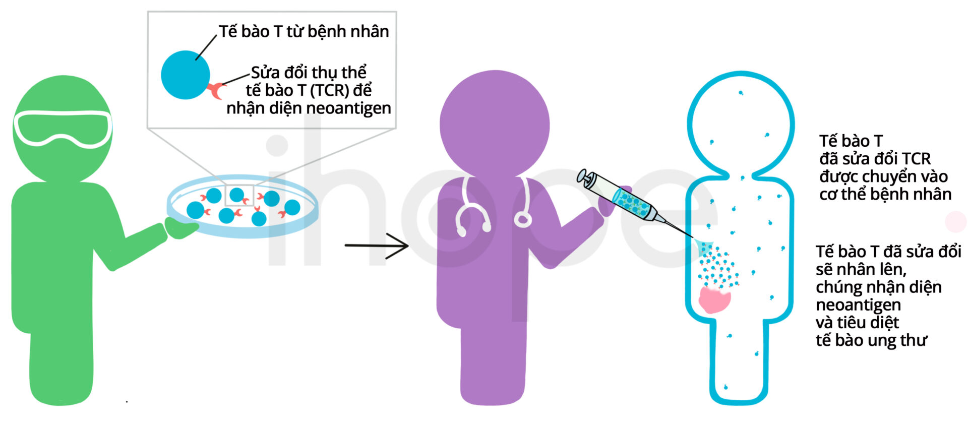 Tế Bào T được Thiết Kế để Nhắm Mục Tiêu Vào Neoantigen