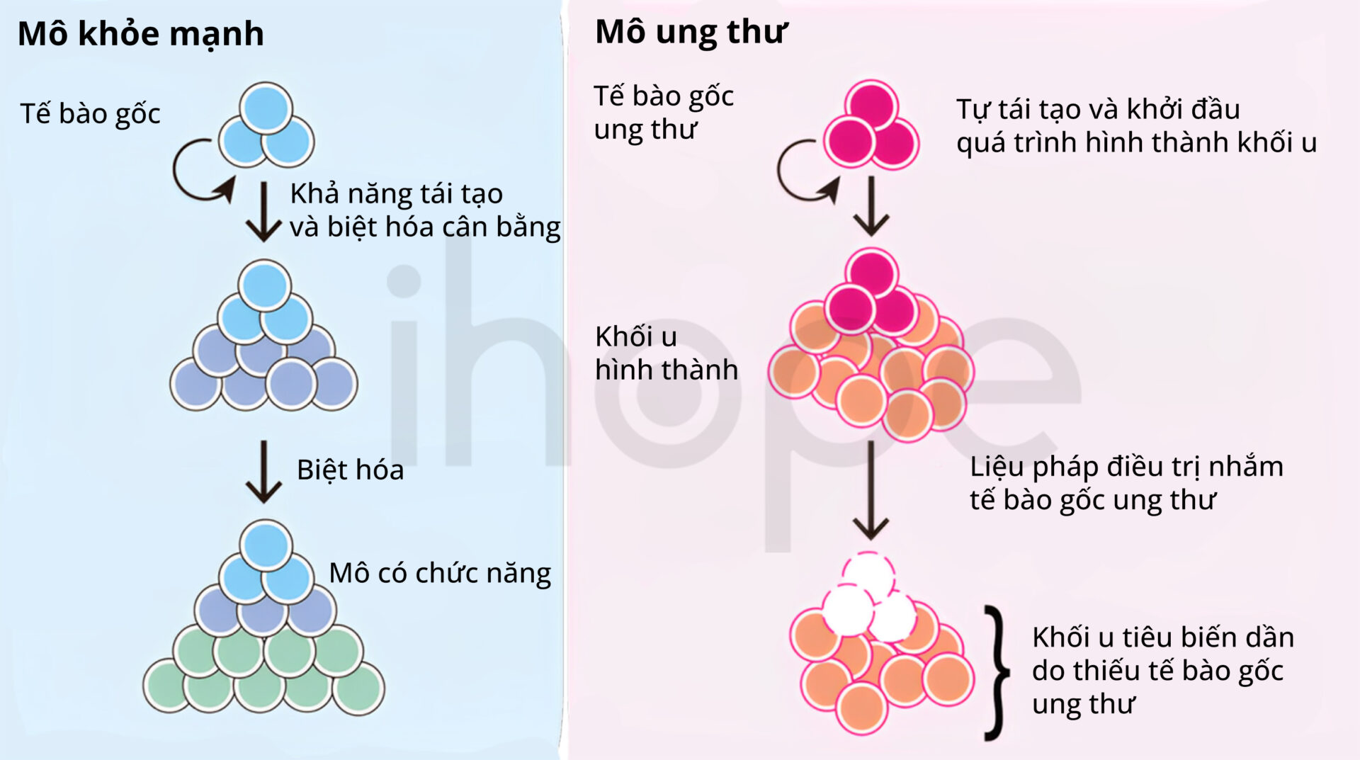 Khả Năng Tự Làm Mới Của Tế Bào Gốc Ung Thư (1)