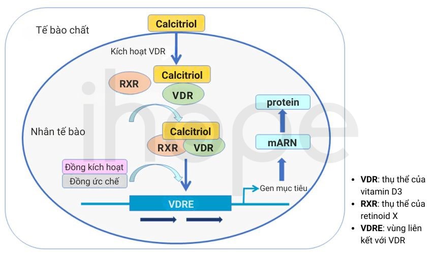 Hoạt động Của Thụ Thể Vitamin D3 Tại Tế Bào đích Min