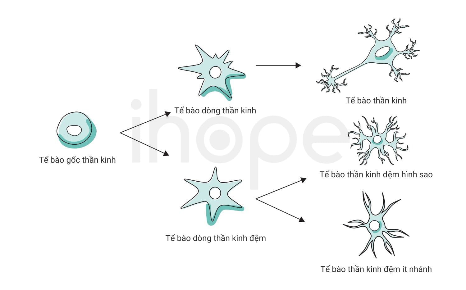 Quá Trình Biệt Hoá Của Tế Bào Gốc Thần Kinh Min