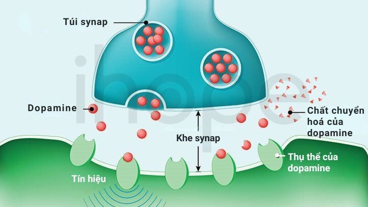 Quá Trình Giải Phóng Dopamine Từ Túi Synap Min